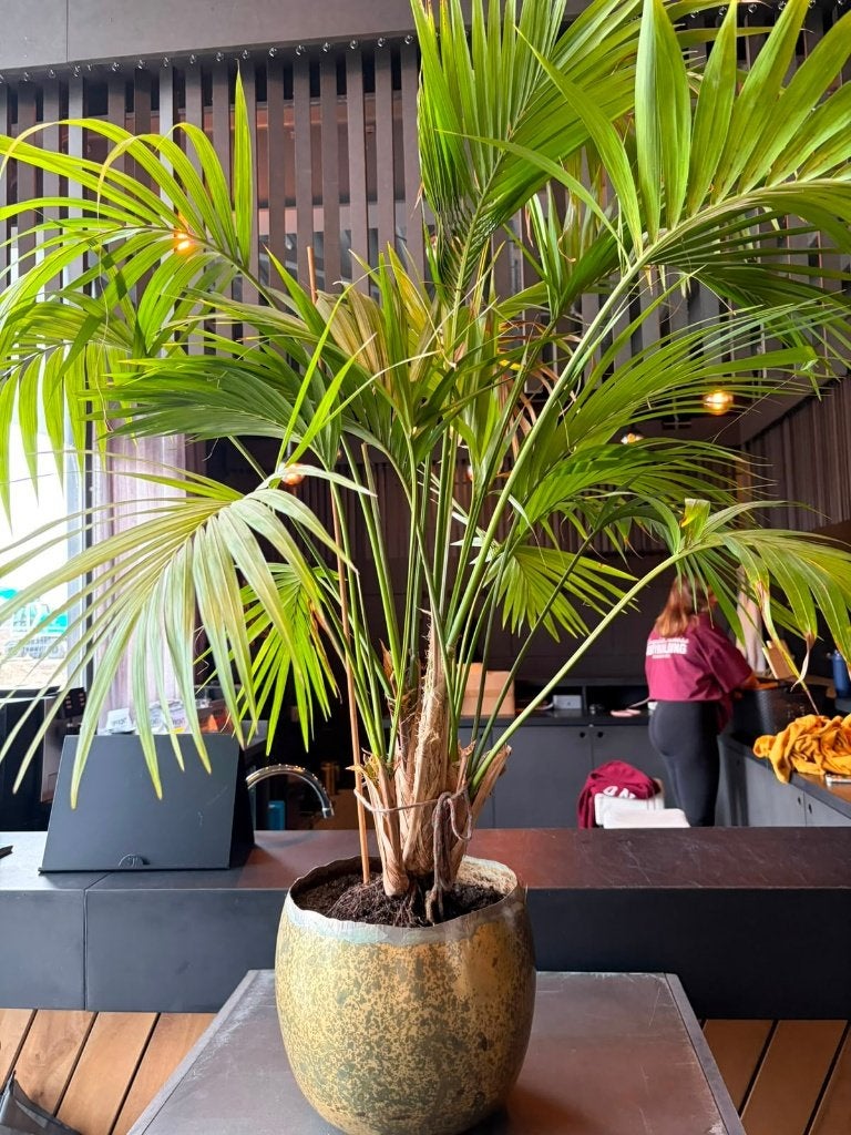 Grote kamerpalm / Kentia met luxe sierpot, Ophalen, Halfschaduw, Minder dan 100 cm
