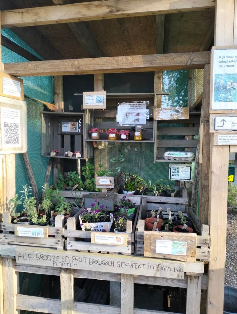 Ons kraampje, viooltjes, plantjes, zelfgemaakte jam en kaars, Ophalen of Verzenden, Eenjarig, Groenteplanten, Volle zon