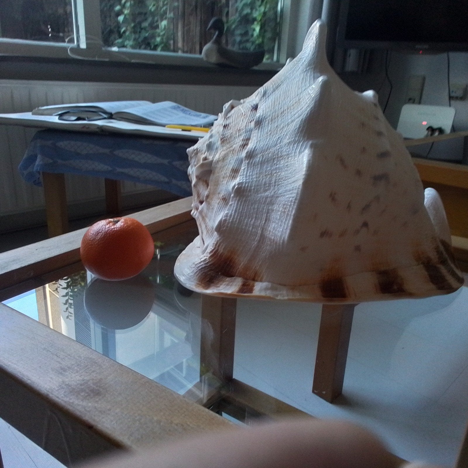 Gigantische Cassis cornuta Hornschelp, Gebruikt, Beige, Overige stijlen, Ophalen of Verzenden