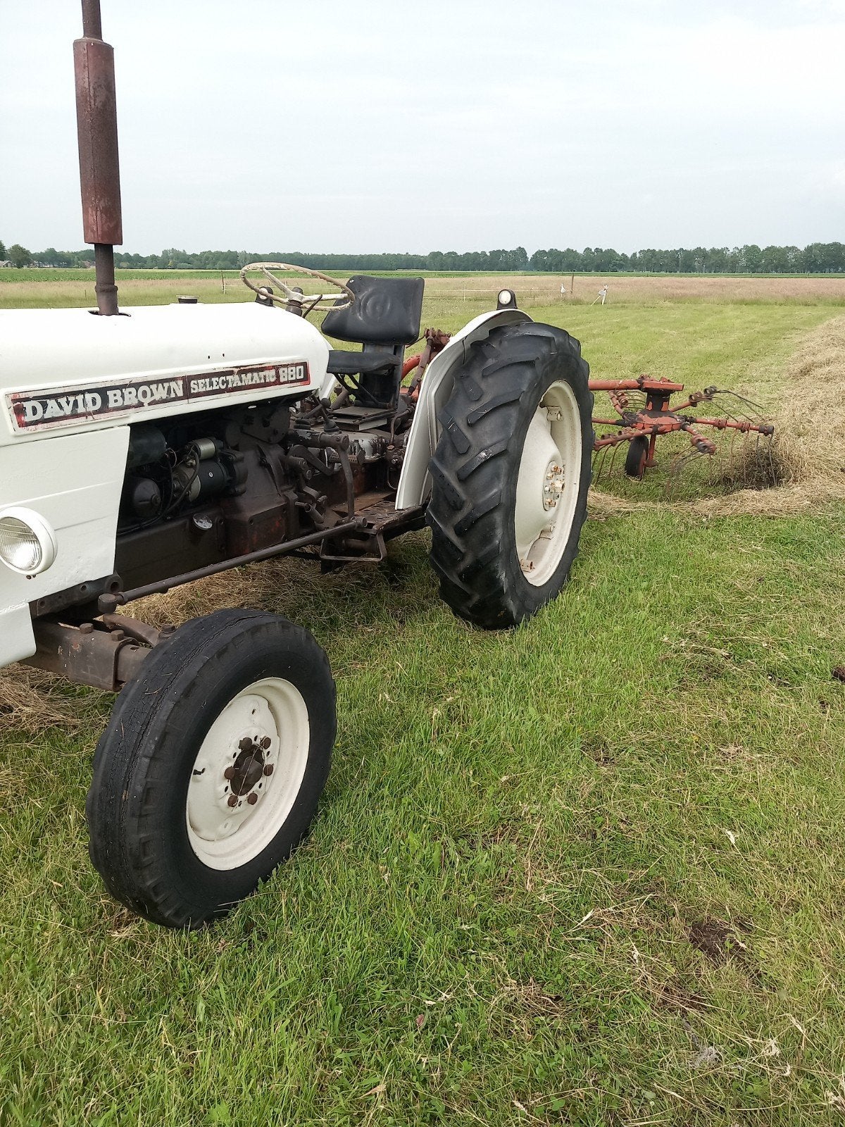 David brown 880, Mannelijk, Schaap