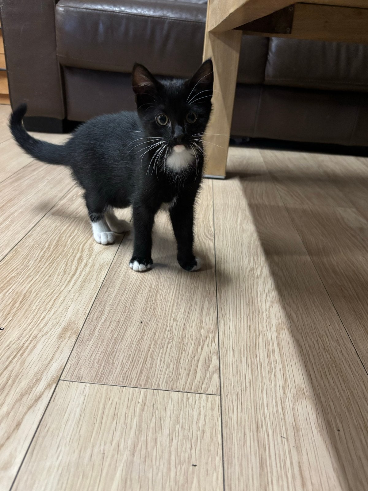 Lieve kitten gratis af te halen, Poes