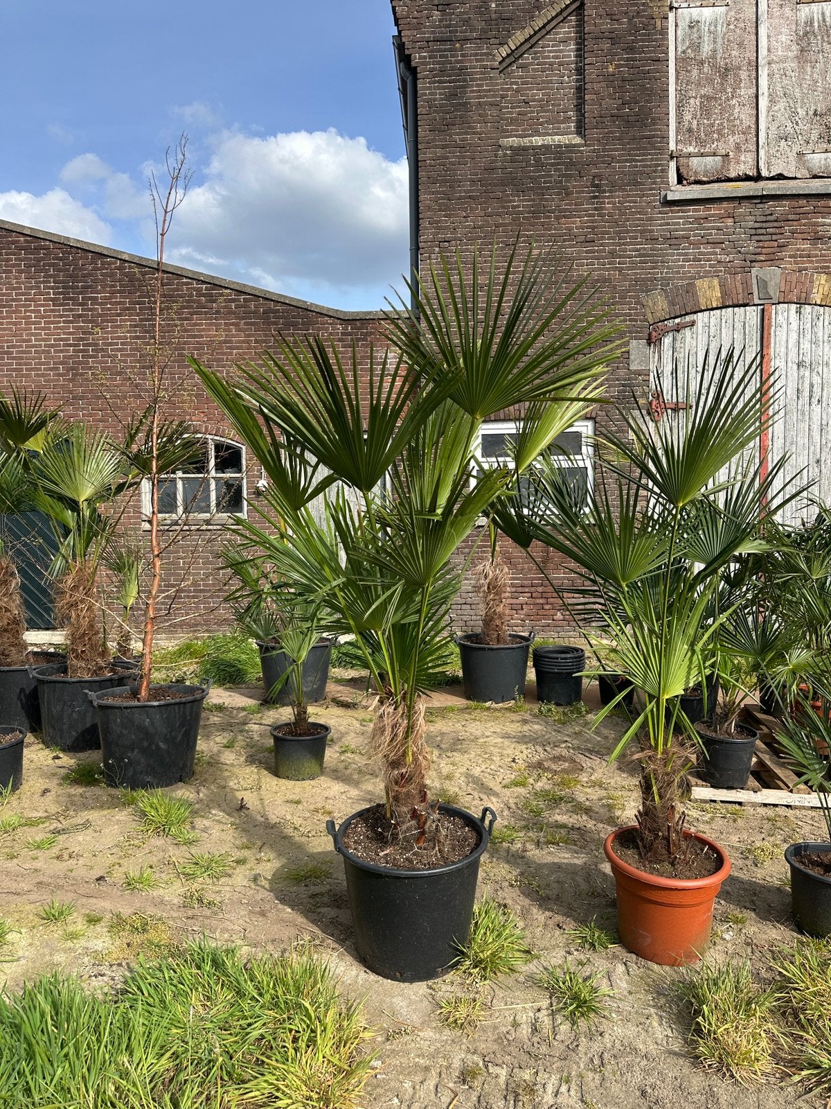 Extra grote palmboom Trachycarpus fortunei winterhard, Ophalen