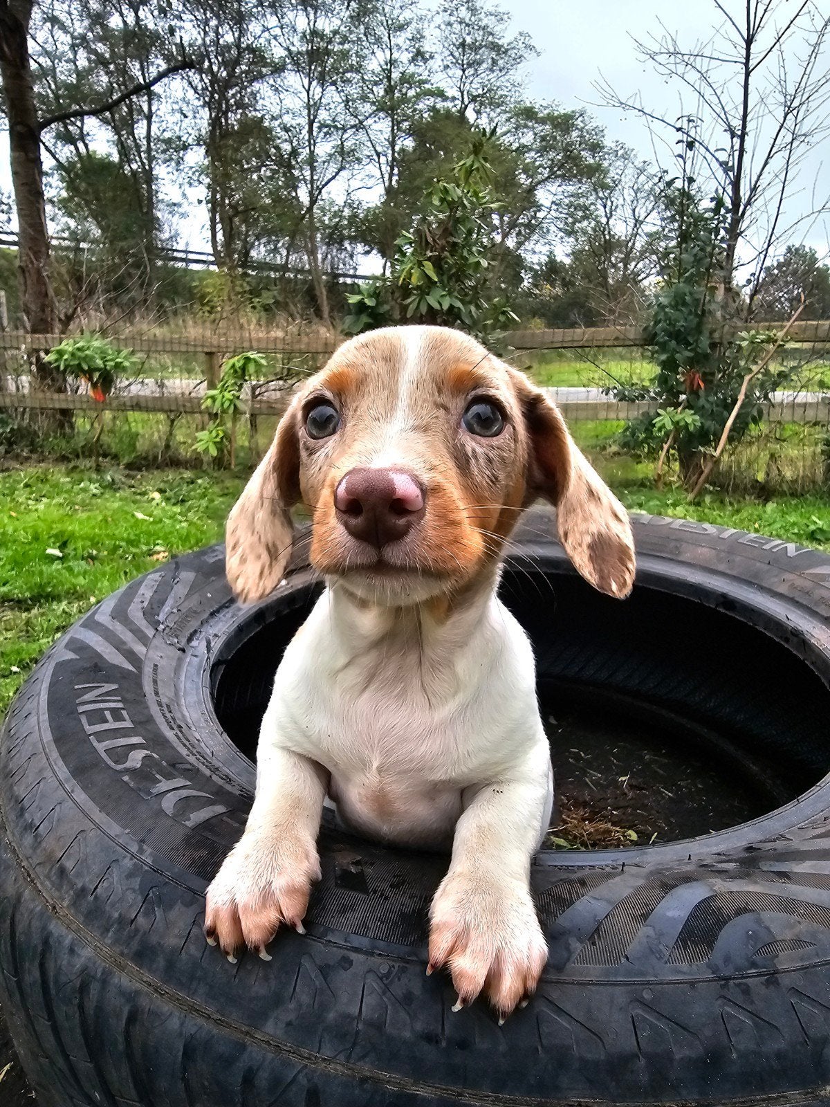 Piebald teckel pups dwerg korthaar., Dieren en Toebehoren, CDV (hondenziekte), 8 tot 15 weken, Korthaar, Dwerg