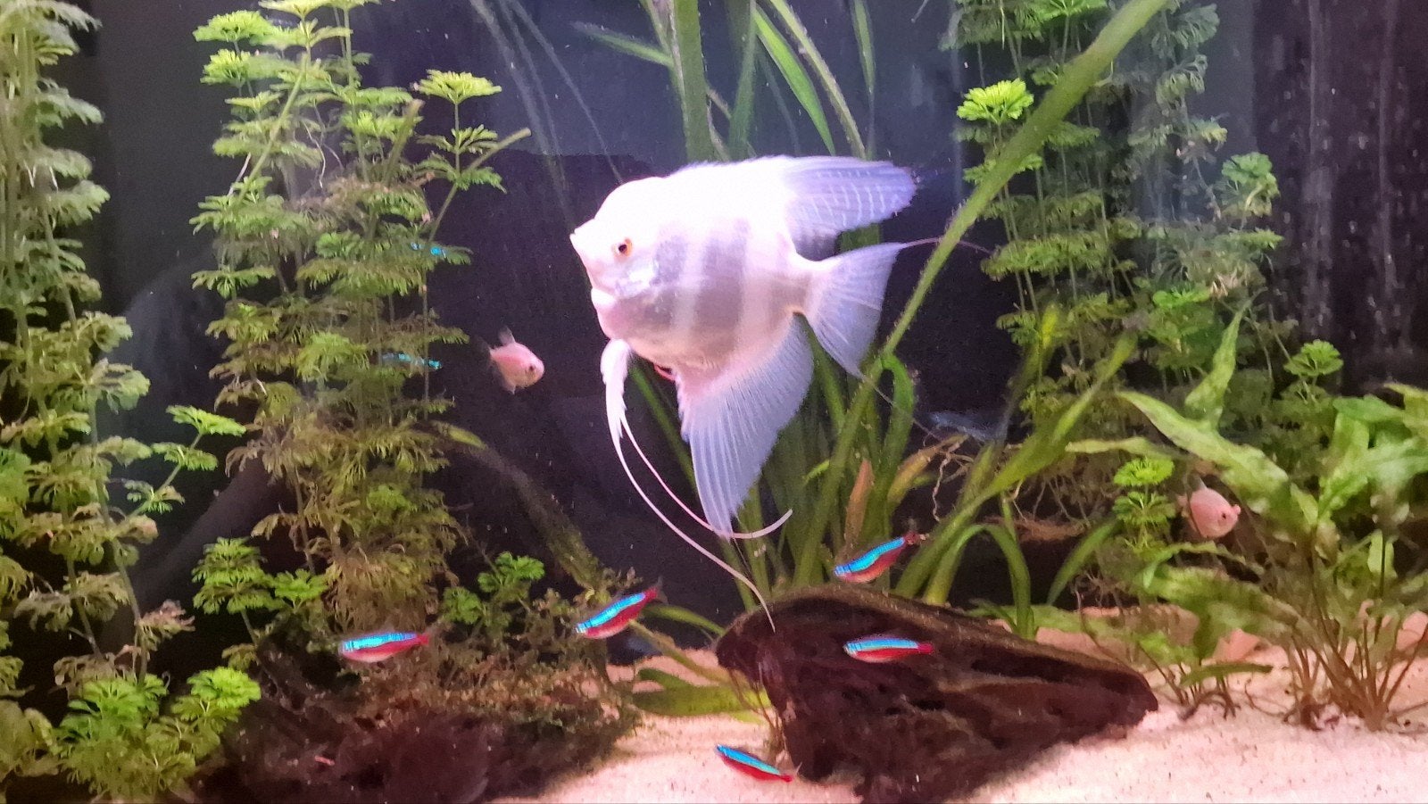 aquarium compleet Juwel, Ophalen, Gevuld zoetwateraquarium