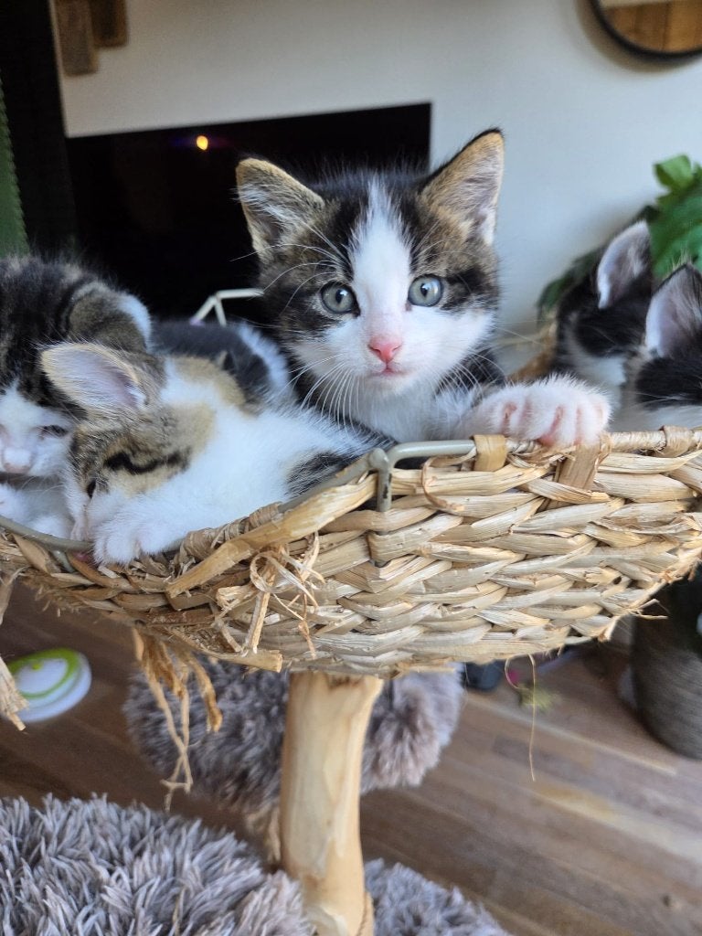 Kittens te koop ragdoll x europese korthaar (2 beschikbaar), Meerdere dieren, Kortharig, 0 tot 2 jaar