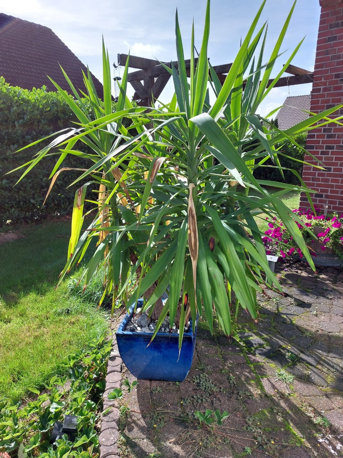 Grote Yucca-palm met prachtige blauwe keramieken pot, Tuin en Terras, Ophalen, Overige soorten, Volle zon