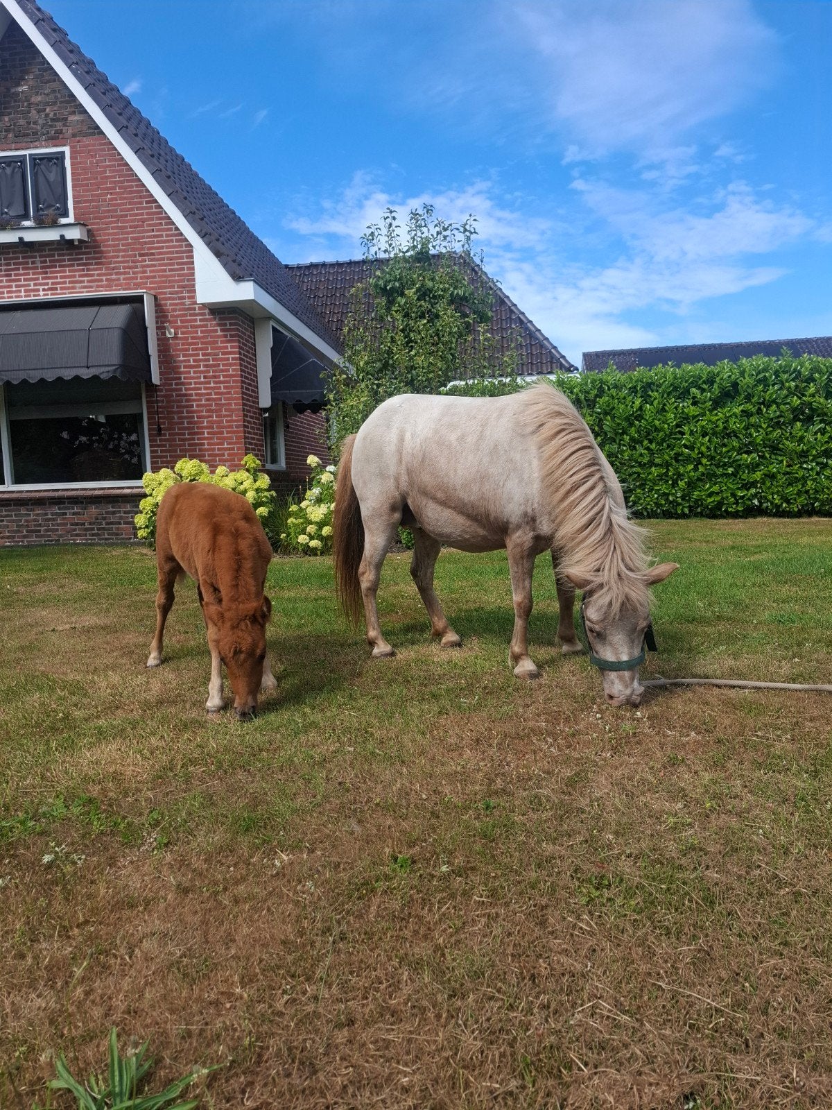 appaloosa merrie met veulen, Merrie