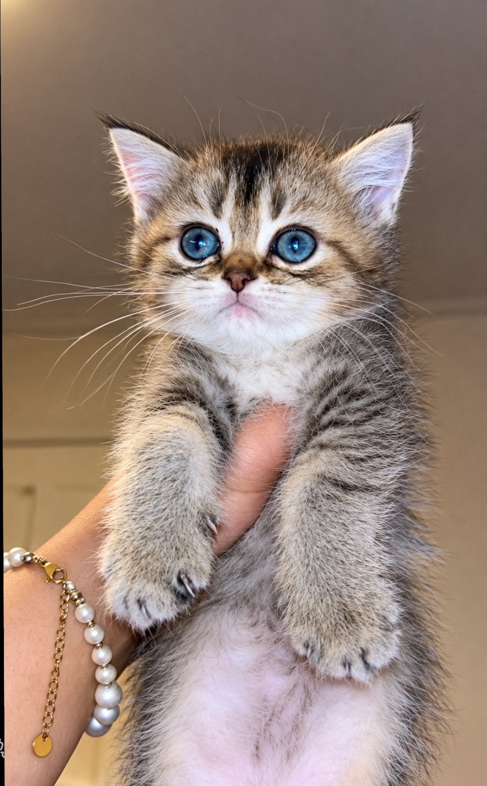 7 brits langhaar kittens, Meerdere dieren, Ontwormd, 0 tot 2 jaar