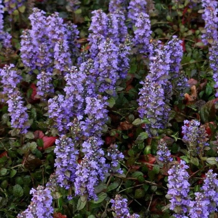 Kruipend Zenegroen stekjes voor €0,50 aan de weg aangeboden., Tuin en Terras, Ophalen, Overige soorten, Volle zon