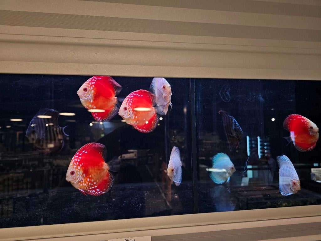 Discusvissen , Symphysodon spp., Vis, Zoetwatervis, Schoolvis
