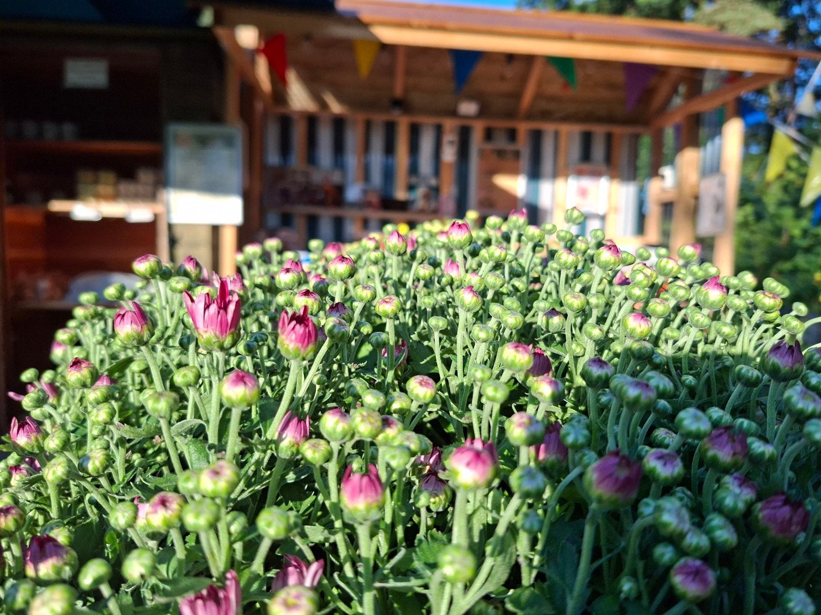 Bolchrysanten en verse eitjes en meer, Ophalen of Verzenden