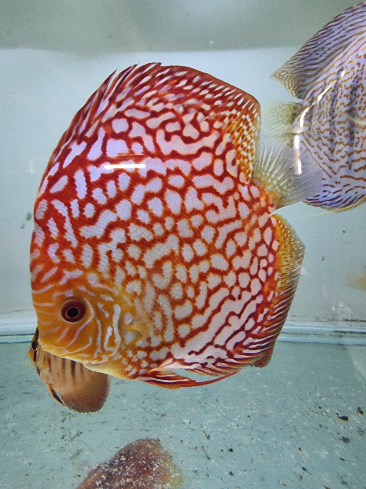 mooie Aziatische discus vissen, Dieren en Toebehoren, Vissen | Aquariumvissen, Vis