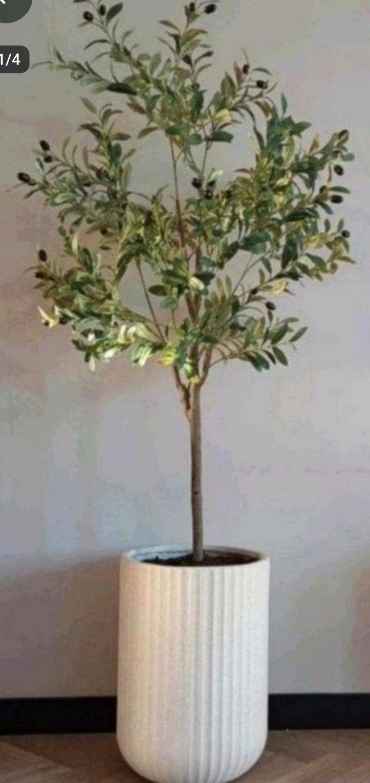 prachtige grote kunst olijfboom, Ophalen of Verzenden, Nieuw