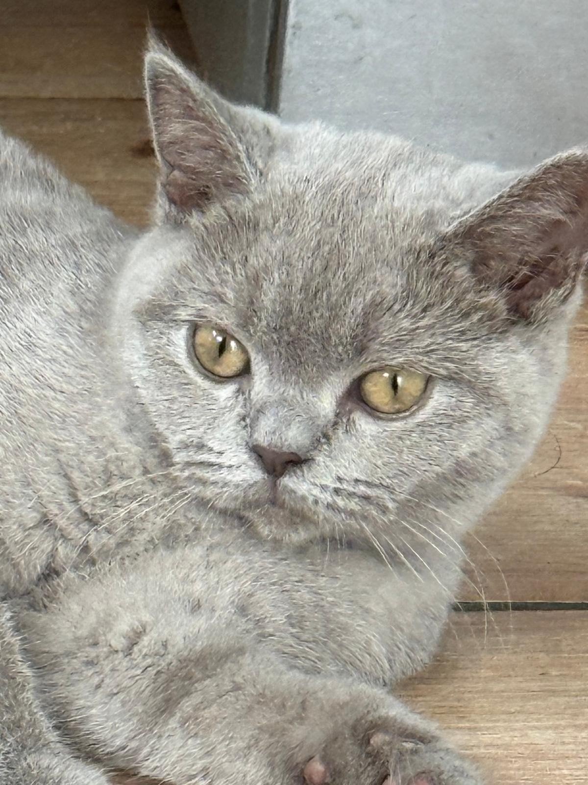 Schattige brittish shorthair kitten te koop, Poes, Ontwormd, 0 tot 2 jaar