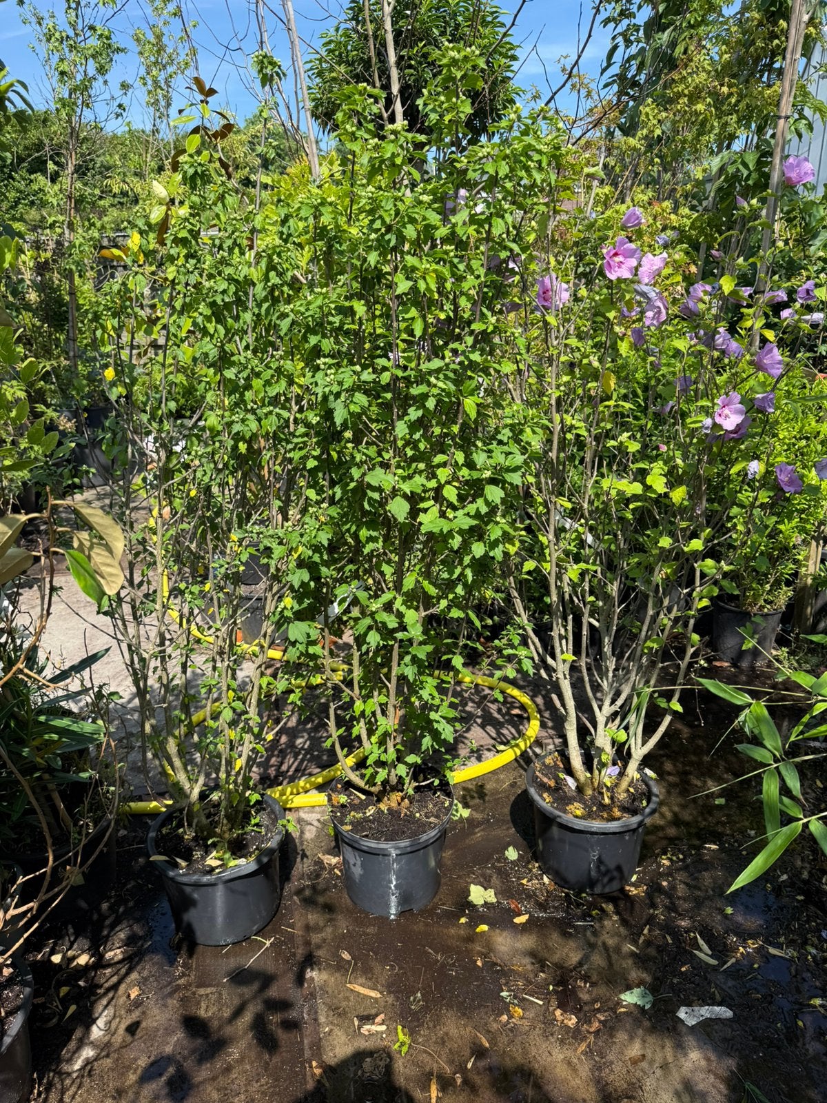 Hybiscus grote struik kleur blauw nu stunt prijs 14.95, Vaste plant, Halfschaduw, Zomer, Ophalen