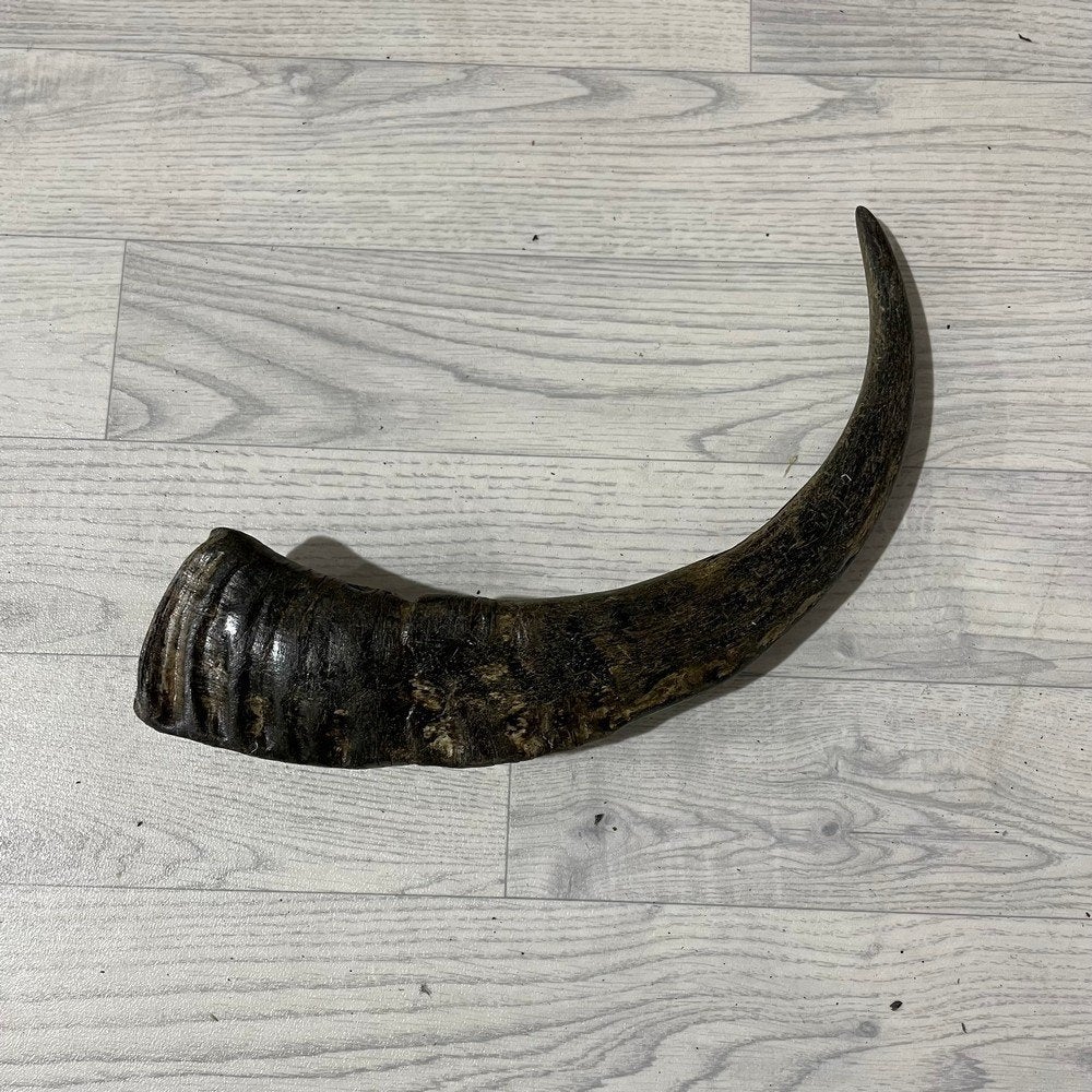 Waterbuffel hoorn los 50cm nr 328 | Lederstore, Ophalen of Verzenden, Nieuw, Boerderijdier, Gewei of Kop