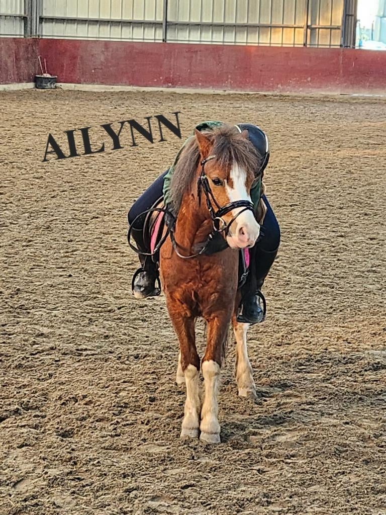 VERZORGPONY GEZOCHT, Dieren en Toebehoren, Paarden en Pony's | Overige Paardenspullen, Ophalen of Verzenden, Dressuur