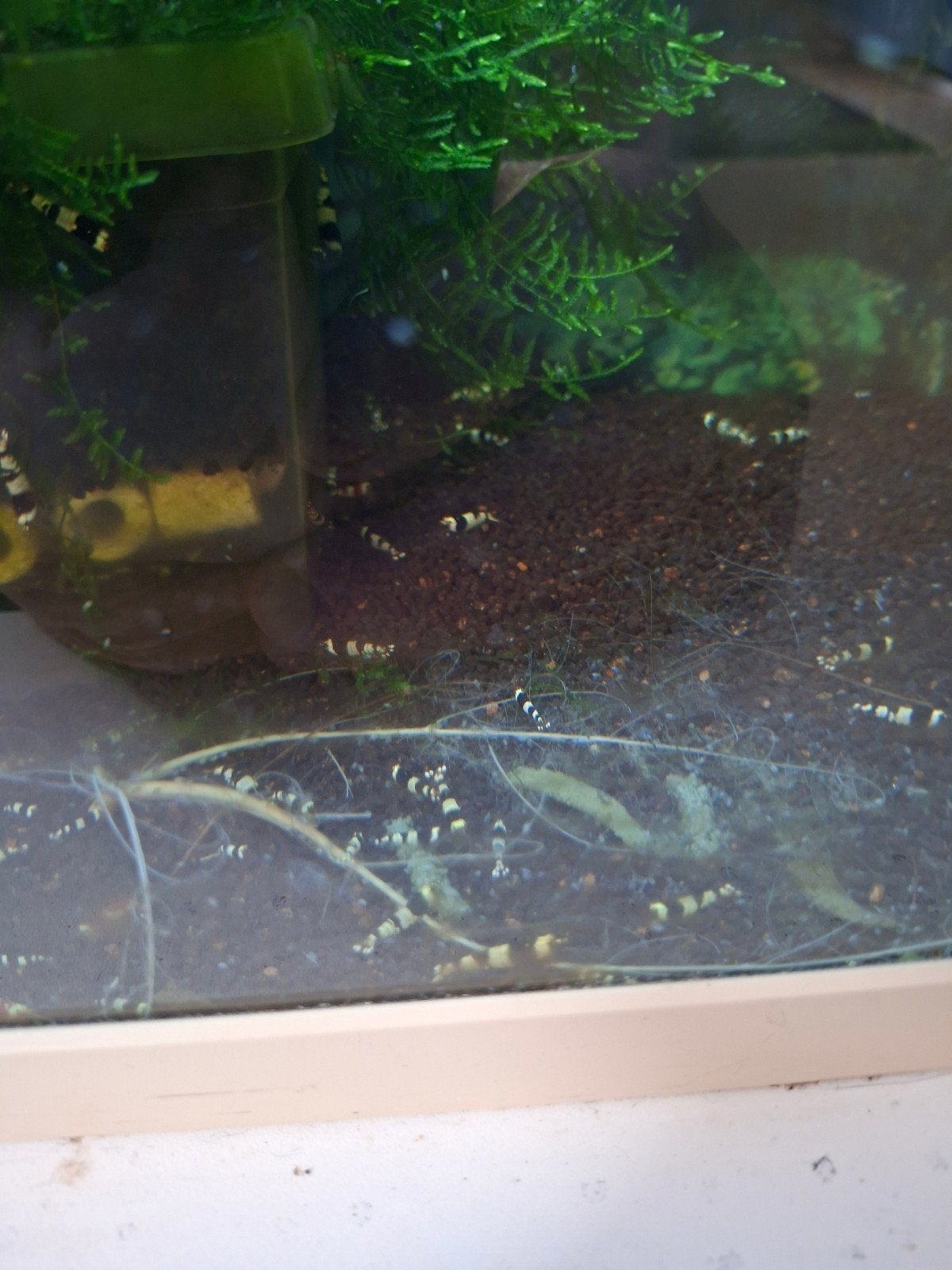 crystal Black, Dieren en Toebehoren, Vissen | Aquariumvissen, Kreeft, Krab of Garnaal