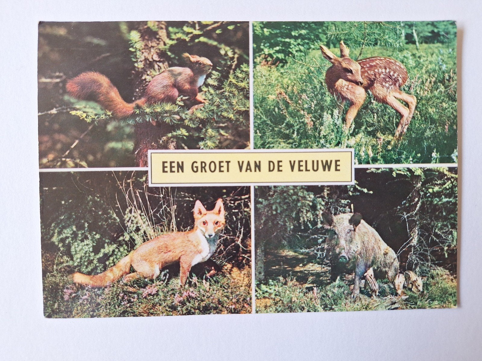 Veluwe 6, Ophalen of Verzenden, 1940 tot 1960, Gelderland