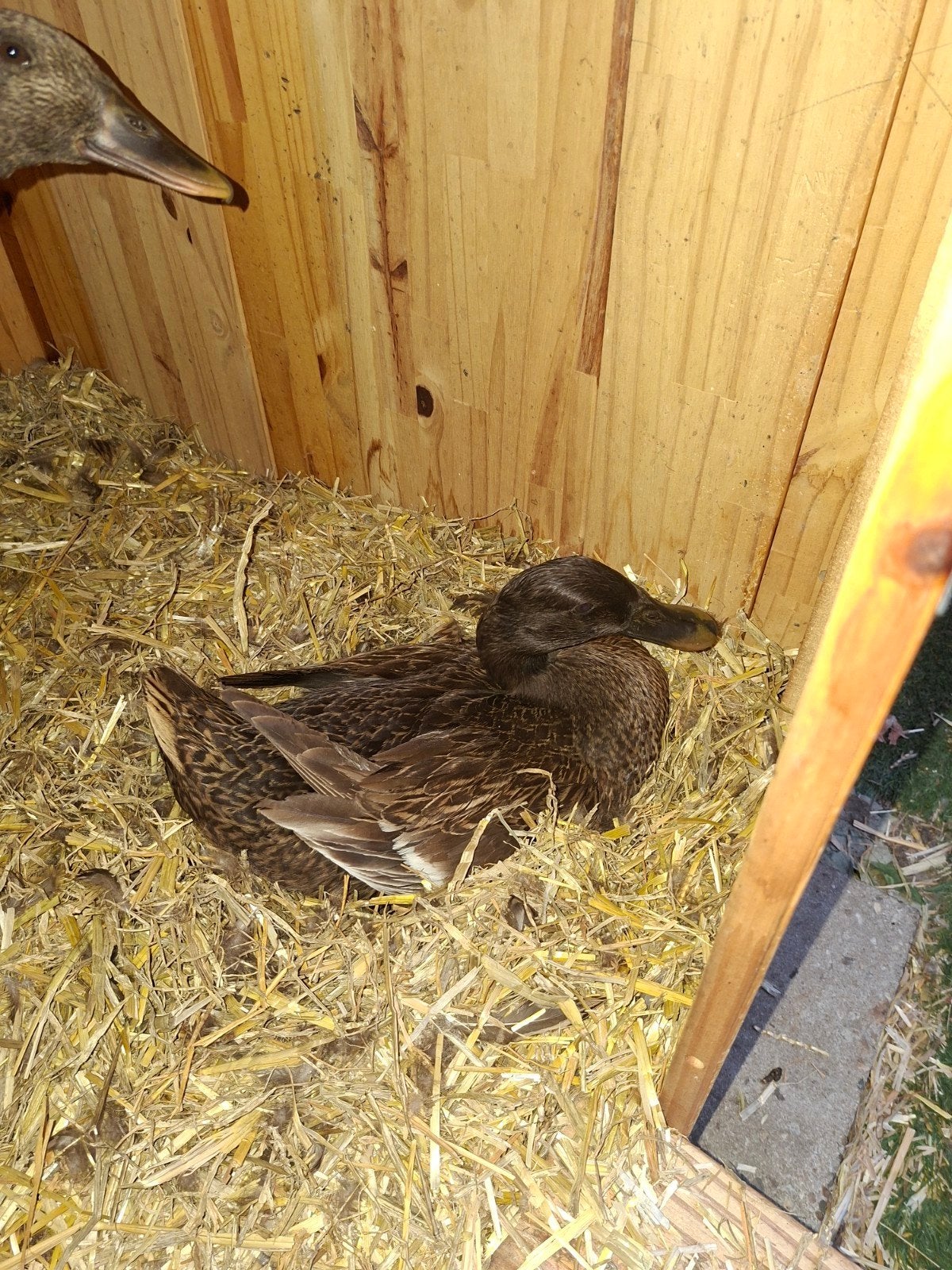 Kuikens in aantocht indische loopeend, Geslacht onbekend