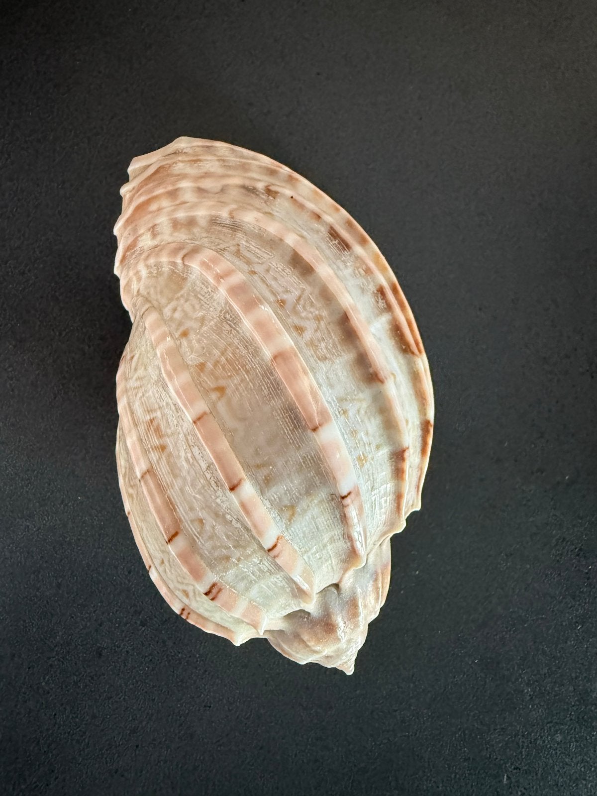 Grote decoratieve schelp / zeeschelp – 10 cm – mooie staat, Ophalen of Verzenden, Zo goed als nieuw