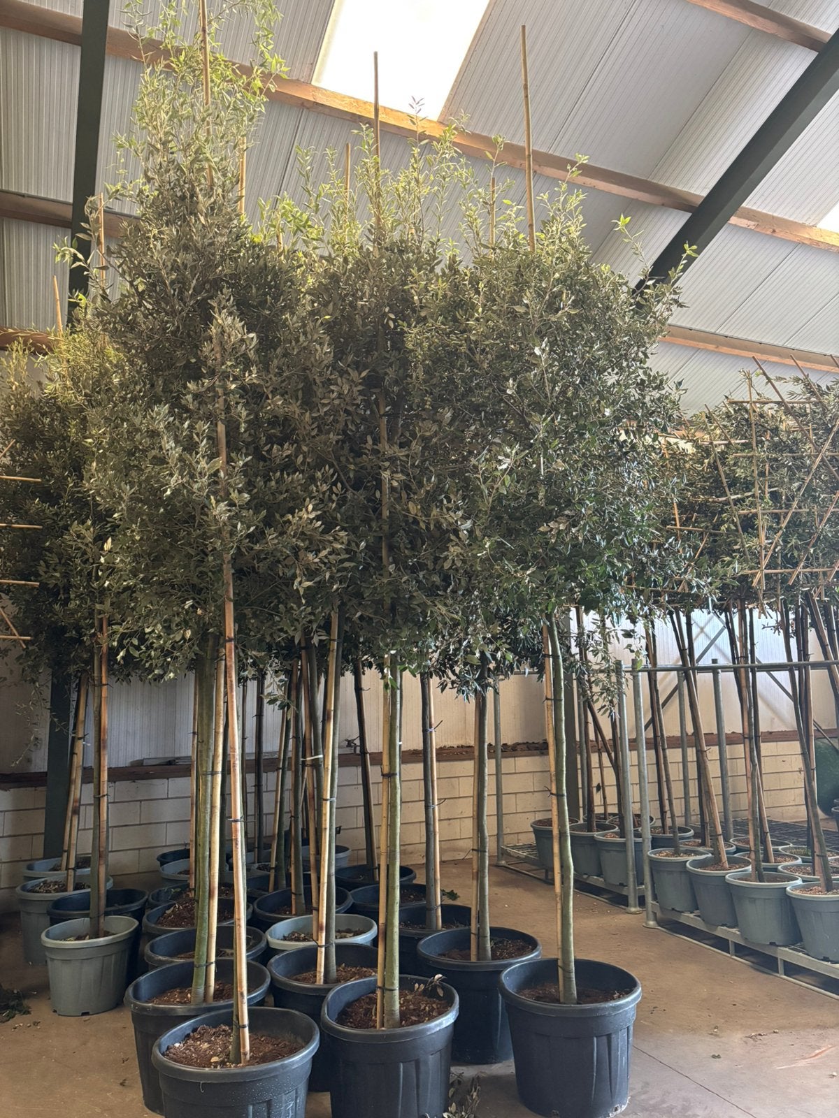 Quercus ilex – Steeneik hoogstam, In pot, Bloeit niet, Halfschaduw, 250 tot 400 cm