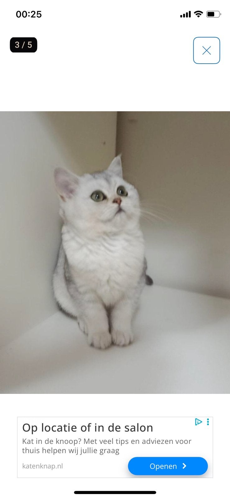 Goed tehuis gezocht voor  Perzische poesjes met paspoort, Poes