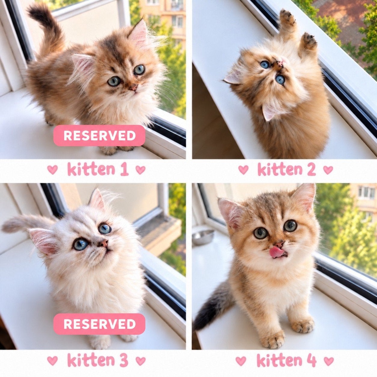 Prachtige British Golden & Silver kittens, Dieren en Toebehoren