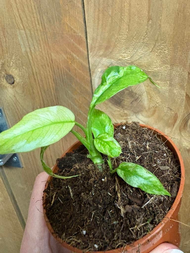 Rhapidophora tetrasperma monstera minima variegata mint albo, Ophalen of Verzenden, Halfschaduw, Minder dan 100 cm