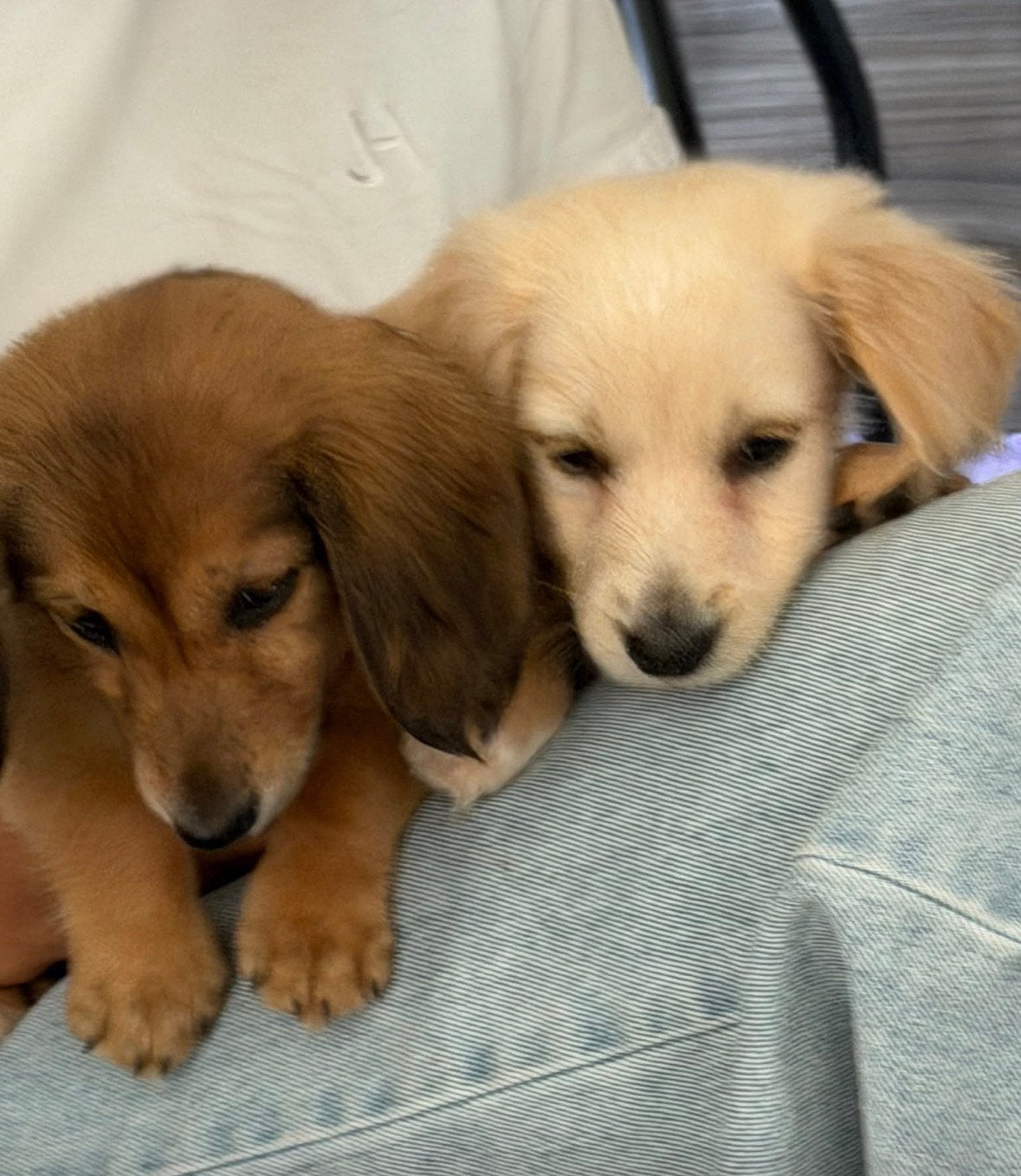 Cream Dwerg Teckel Pups Hollywood teckel (cream), Dieren en Toebehoren, België, Fokker | Hobbymatig, Dwerg, Langhaar
