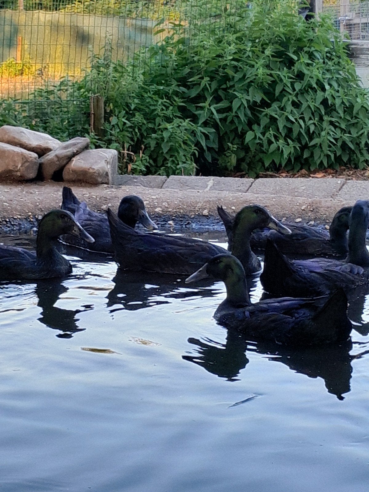 Cayuga eenden, Dieren en Toebehoren, Pluimvee, Meerdere dieren, Eend