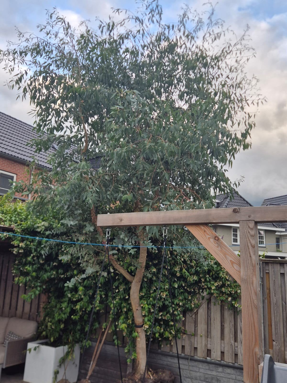Eucalyptus boom, Tuin en Terras, Planten | Bomen, Ophalen, Volle zon, Overige soorten