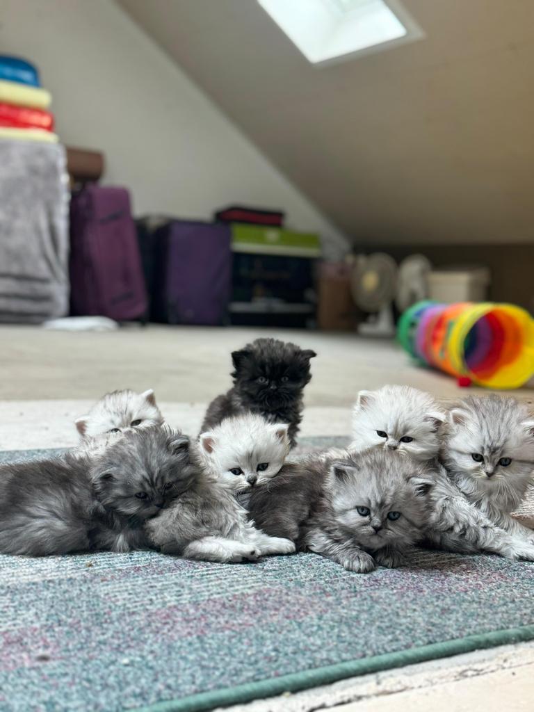 Lange haar katten mix Himalaya & Perzische, Dieren en Toebehoren, Katten en Kittens | Raskatten | Langhaar, Poes, Ontwormd