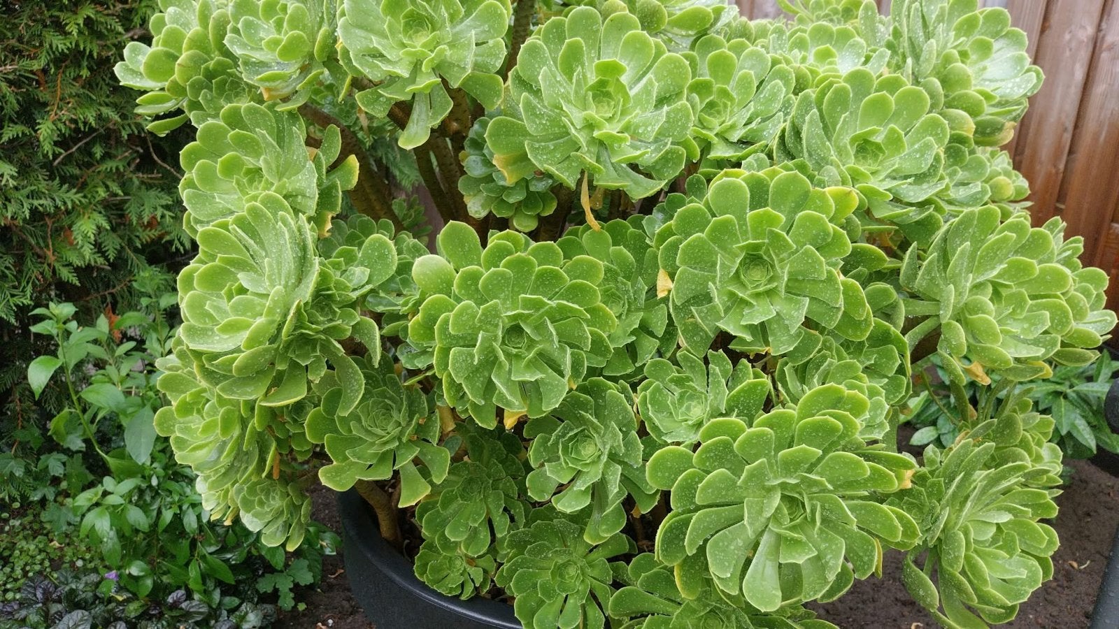 Grote Aeonium succulent in pot, Volle zon, Vaste plant, Bloeit niet, Ophalen