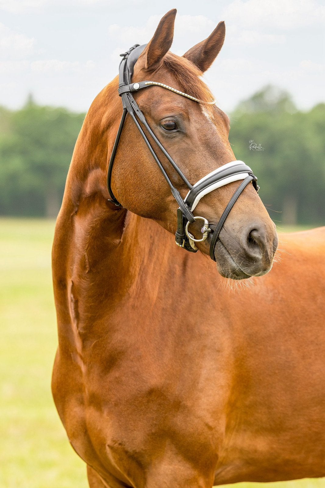 Super lieve 5-jarige koffievos ruin, Dieren en Toebehoren, Paarden, Ruin, 160 tot 165 cm, Dressuurpaard, 3 tot 6 jaar