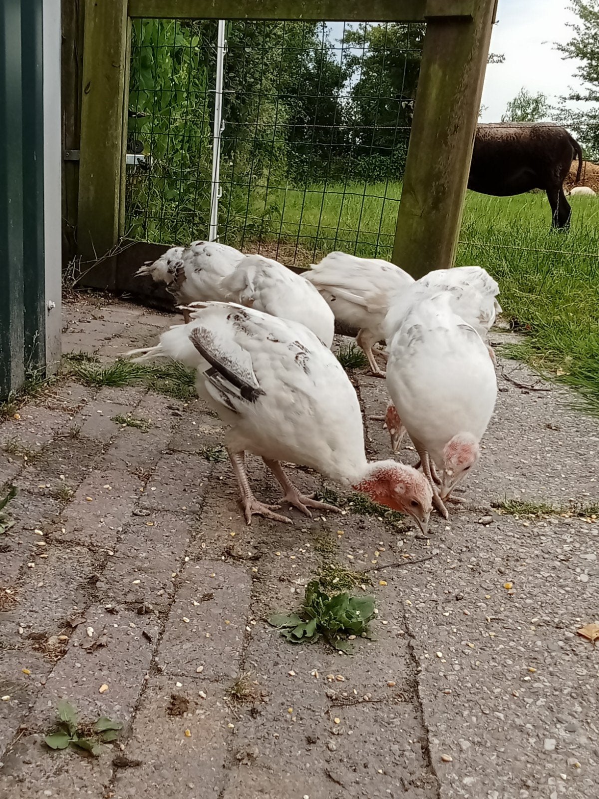 7 jonge kalkoenen., Meerdere dieren, Kalkoen