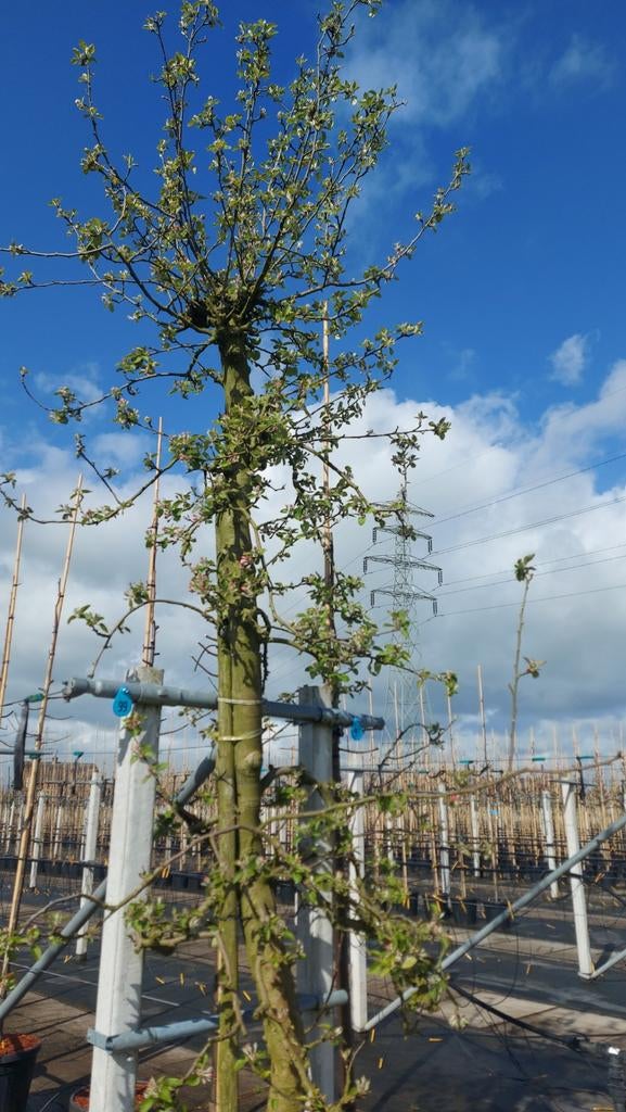 Jonagold appelboom 12,5 jaar oud, 200-250 cm hoog, Tuin en Terras, Planten | Bomen, Ophalen, Lente, Overige soorten, 250 tot 400 cm