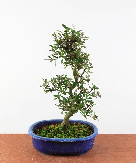 Bonsai Azalea satsuki 'misaki', In pot, Halfschaduw, Lente, Minder dan 100 cm