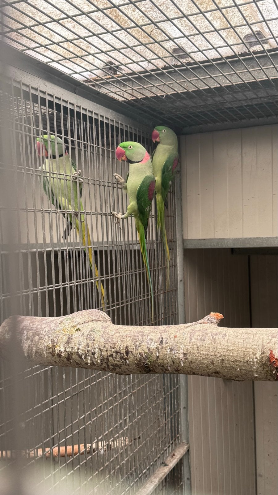 4 bewezen Alexandreparkieten en 1 jonge koppel split blauw, Dieren en Toebehoren, Vogels | Parkieten en Papegaaien, Meerdere dieren