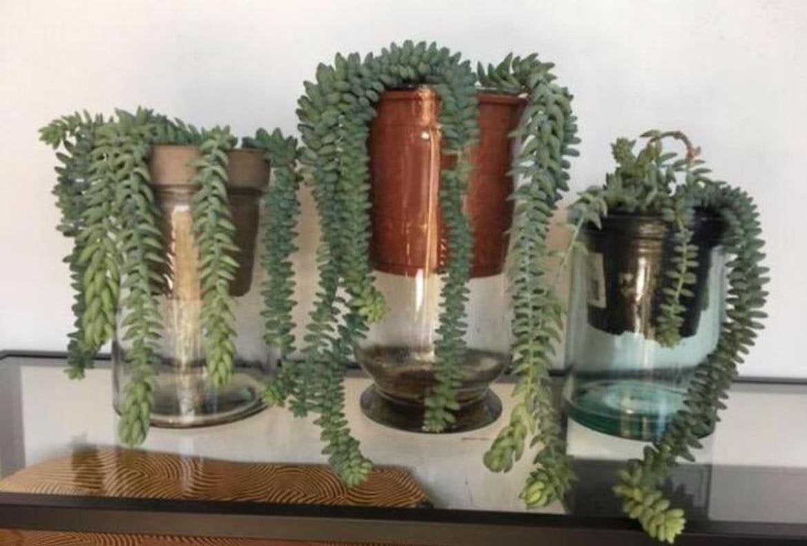 vintage vazen glas diverse maten bio kamerplanten stekjes, Ophalen, Handgemaakt, Transparant, 35 cm