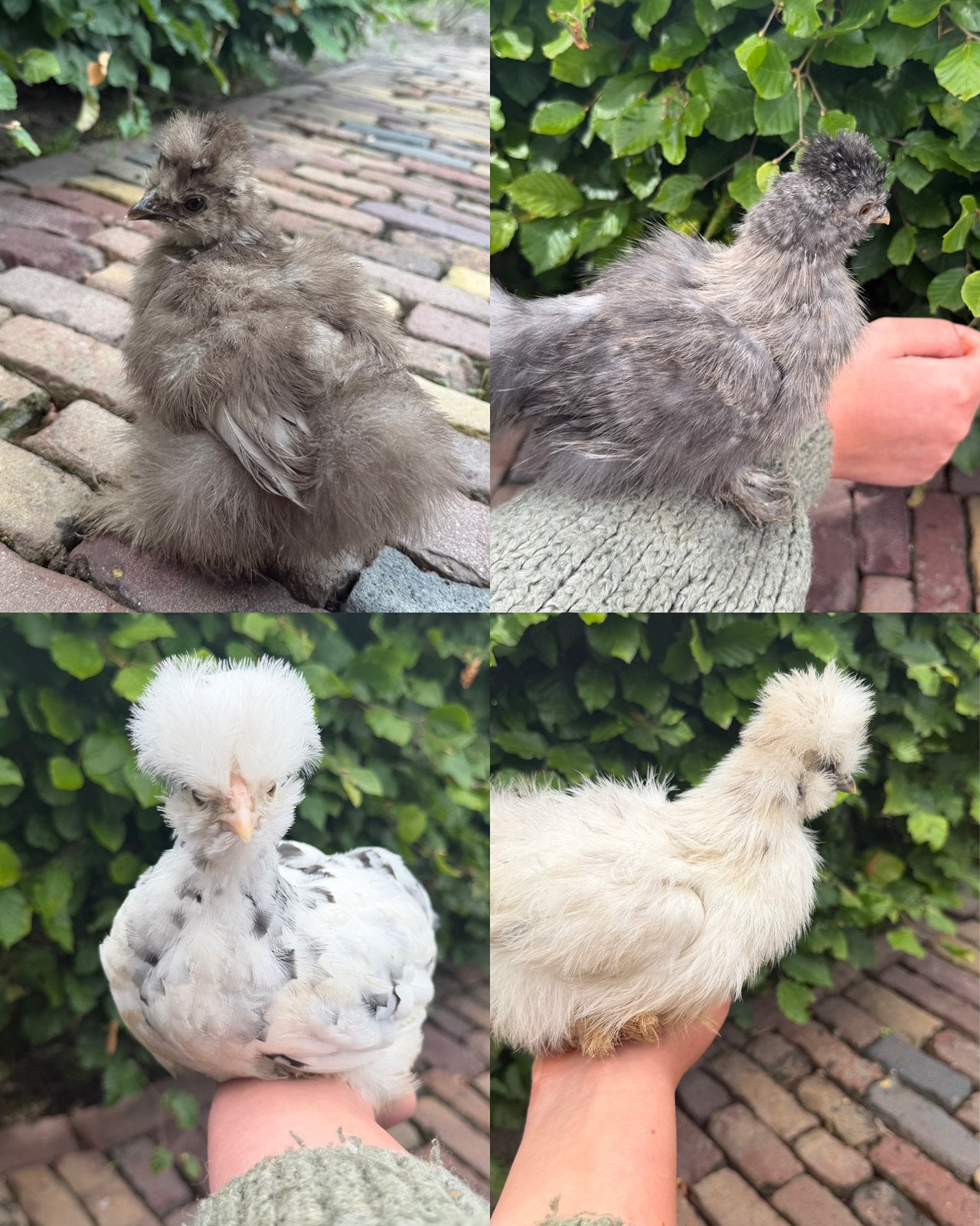 4 USA zijdehoen kuikens, Geslacht onbekend, Kip