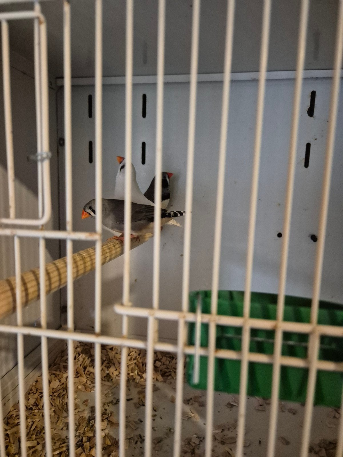 Te koop: zebravinken 1 man 2 poppen, Dieren en Toebehoren, Vogels | Overige Vogels, Meerdere dieren, Tropenvogel