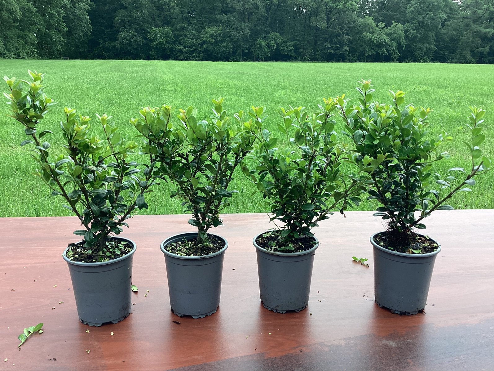 Ilex crenata carolina upright japanse hulst, Ophalen, Hulst, Minder dan 100 cm
