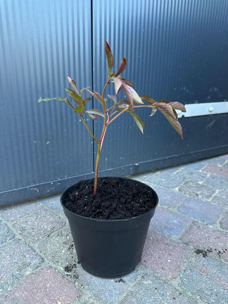 Pioenrozen, Verzenden, Volle zon, Overige soorten, Minder dan 100 cm