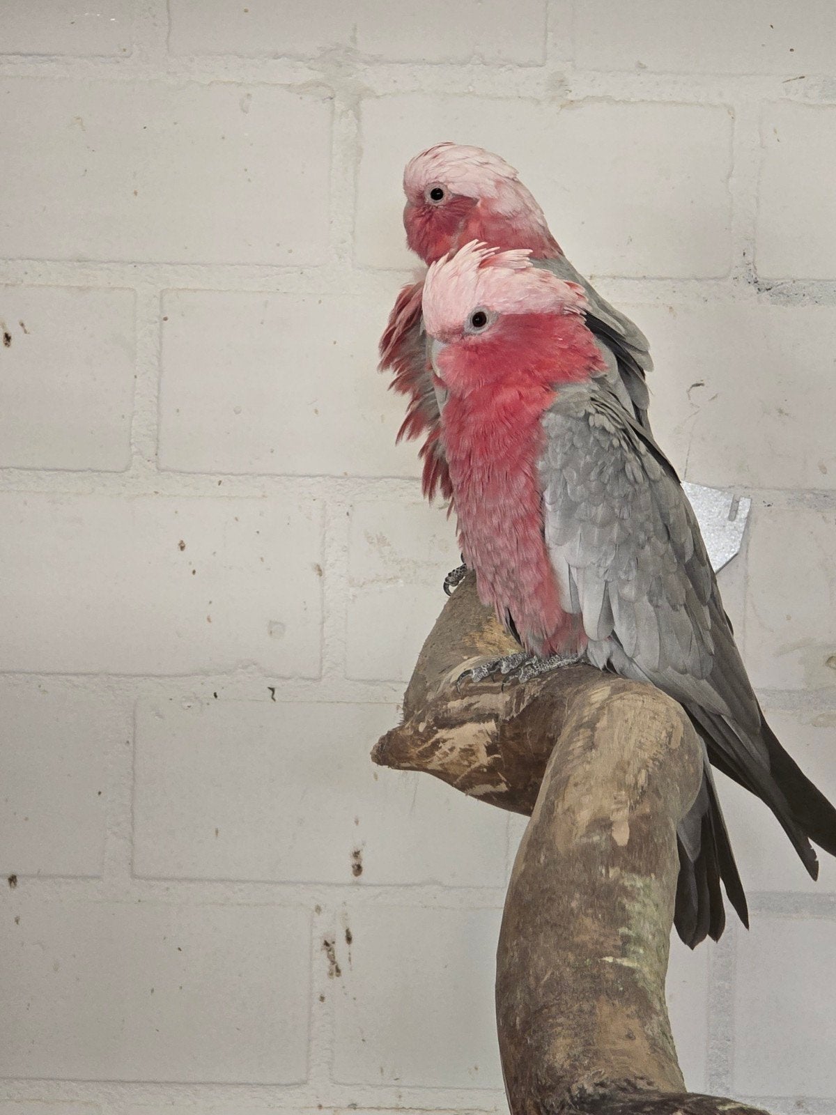 koppel roze kaketoe, Meerdere dieren, Papegaai