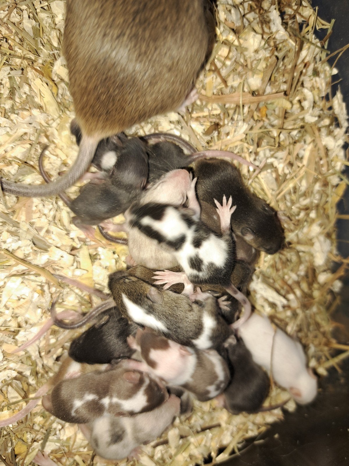 jonge muizen, September, Meerdere dieren, Muis