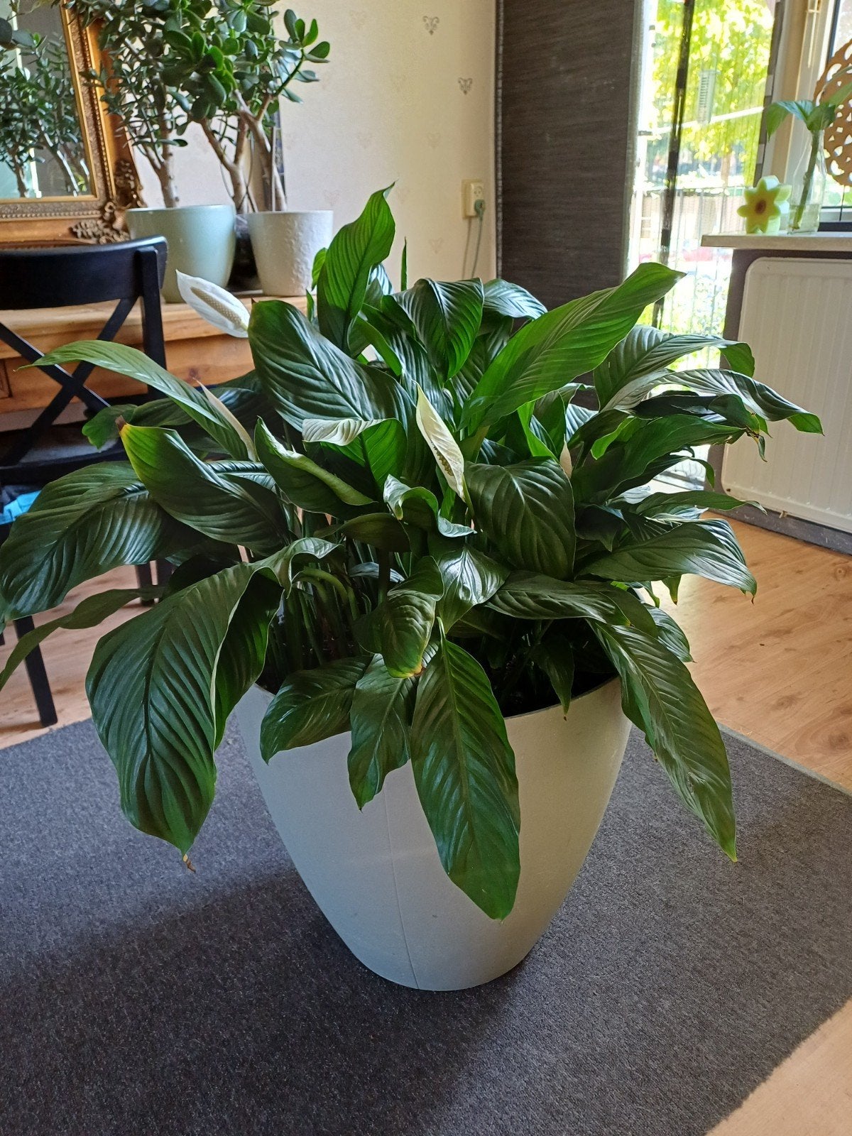 Grote Vredeslelie (Spathiphyllum) in pot, Ophalen, 100 tot 150 cm, Overige soorten, Halfschaduw