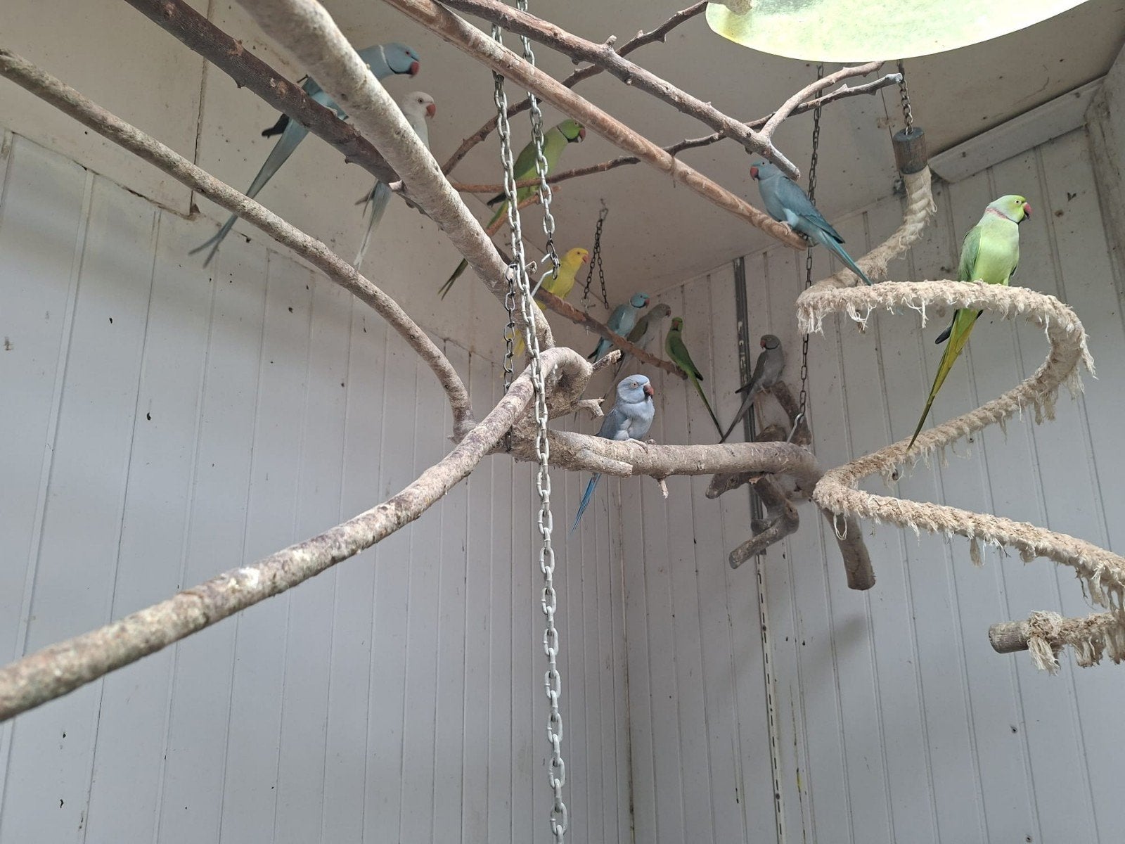 Halsband parkieten .kleuren blauw, groen ,geel, Meerdere dieren, Parkiet, Geringd