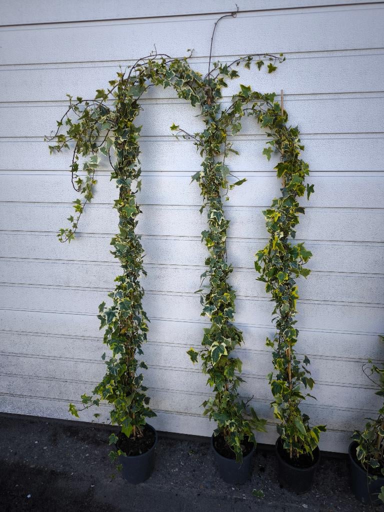 Hedera helix 'Goldchild', Ophalen, Vaste plant, Bloeit niet, Halfschaduw