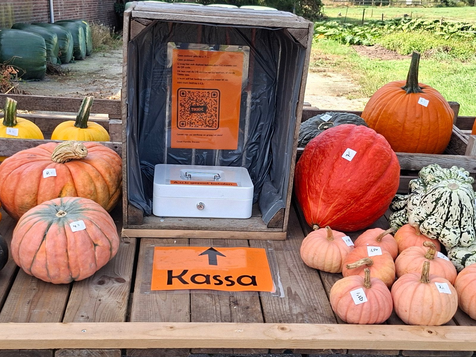Foto 10 van Groot assortiment pompoenen en kalebassen

Wij verkopen weer